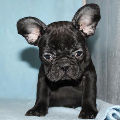 Colorado French Bulldog Breeder Cocker Spaniel Miniature Schauzer Shiba Inu